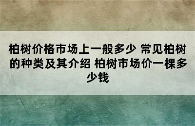 柏树价格市场上一般多少 常见柏树的种类及其介绍 柏树市场价一棵多少钱